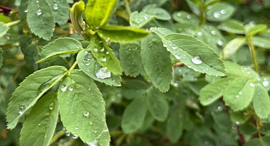 Ağrı'da çiftçilerin yüzünü güldürecek yağış başladı (Videolu Haber)