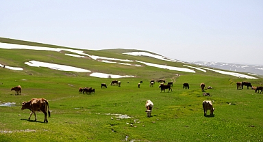 (Videolu Haber) Ağrı'da meralar hayvanlarla süslendi