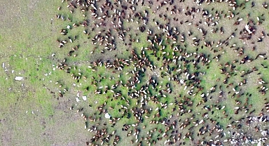 (Videolu Haber) Ağrı'da meralardaki koyun sürüleri dronla görüntülendi