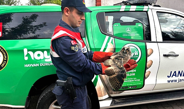 Ağrı’da yaralı bulunan baykuş tedavi altına alındı