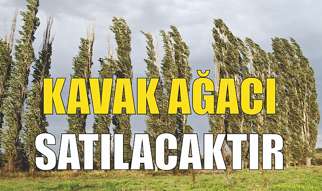 Ağrı İl Özel İdaresi Kavak Ağacı Satacaktır