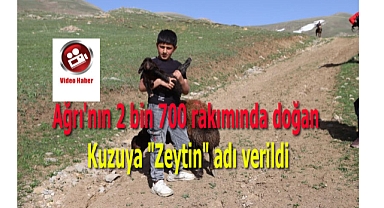 Ağrı'nın 2 bin 700 rakımında doğan kuzuya "Zeytin" adı verildi