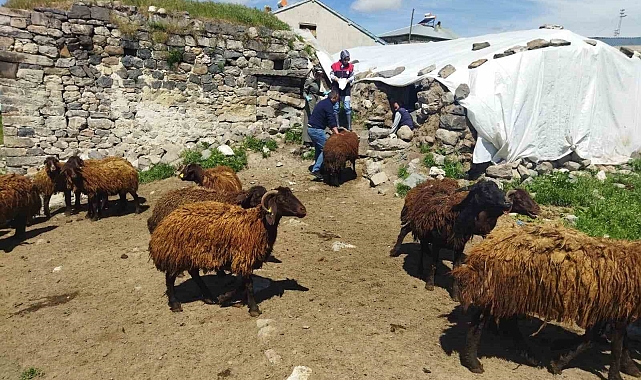 Ağrı'da çiftçilere hibe desteği