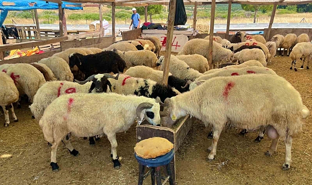 Aliağa’da kurbanlık kesim fiyatları açıklandı