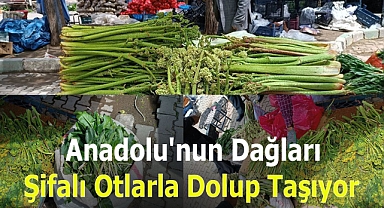 Anadolu'nun dağları şifalı otlarla dolup taşıyor