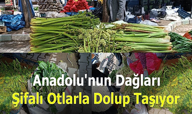 Anadolu'nun dağları şifalı otlarla dolup taşıyor