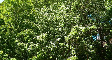 Ardahan Posof'ta bahar görsel şölene dönüştü