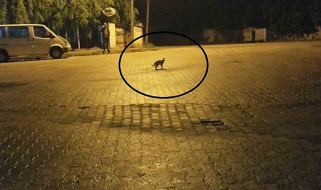 Bakkaldaki hırsızlık şüphelisi kedi çıktı
