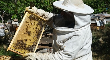 Balcların göç sezonu başladı