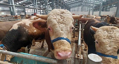 Bayrama doğru hayvan pazarlarında kurbanlık hareketliliği