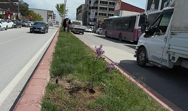 Belediye Tarafından Orta Refüjlere Çiçek Ekimi