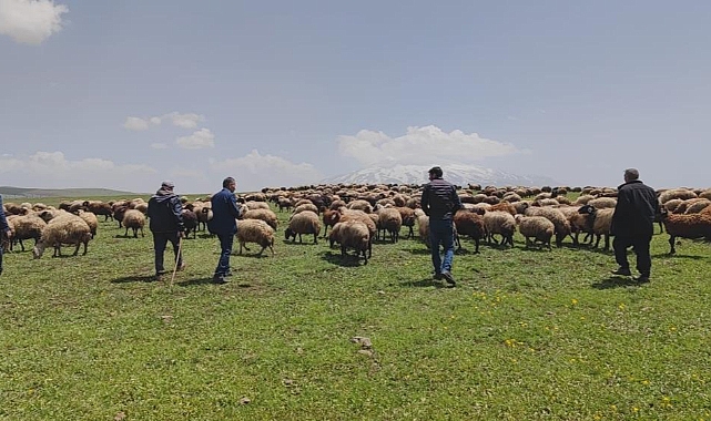 Besiciler Yaylaya Çıkmaya Hazırlanıyorlar