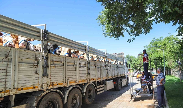 Bingöl'de kurbanlık sevkleri başladı