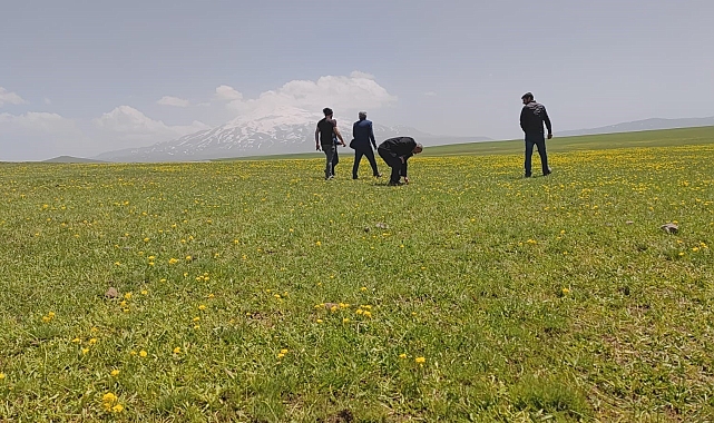 Bitlis'in Sütey Yaylası sarıya boyandı