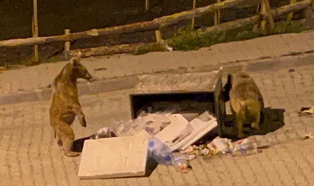 Boz Ayılar Şehre İndiler