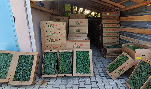 Çukurcalı çiftçilere 29 bin adet fide dağıtıldı