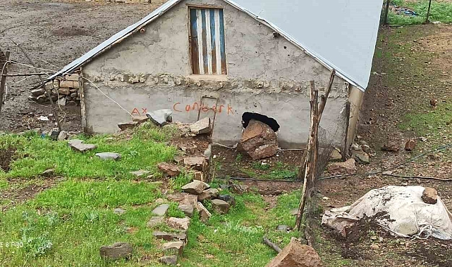 Dağdan kopan kaya parçası ahırın duvarını deldi