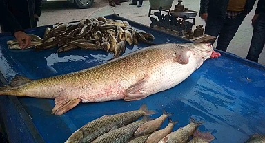 Dev turna balığı ilgi odağı oldu