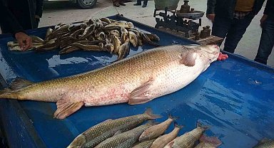 Dev turna balığı ilgi odağı oldu