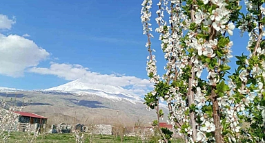 Doğubayazıt’ın meyve ağaçları, Ağrı Dağı manzarasıyla birlikte kartpostallık görüntü oluşturuyor