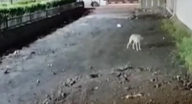 Doğubayazıt kent merkezine kurt indi (Videolu Haber)