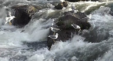 Erciş Balık Bendinde martılar inci kefali nöbetinde