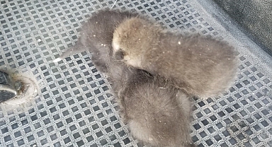 Erzincan'da annesiz 3 tilki yavrusu su arkında bulundu