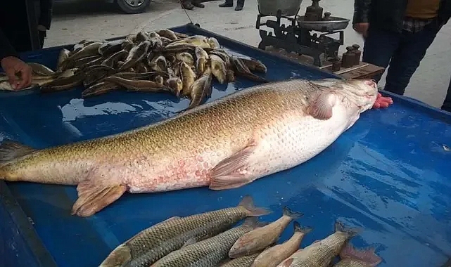 Erzincan'da yakalandı! Tam 62 kilo ağırlığında! Görenleri şaşkına çevirdi