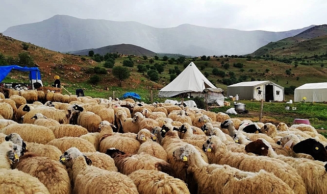 Erzincan Tulum peyniri üreticileri dışarıdan getirilen peynirlerden muzdarip