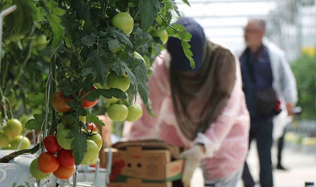 Erzincan'da jeotermal serada üretilen domatesin ilk hasadına başlandı