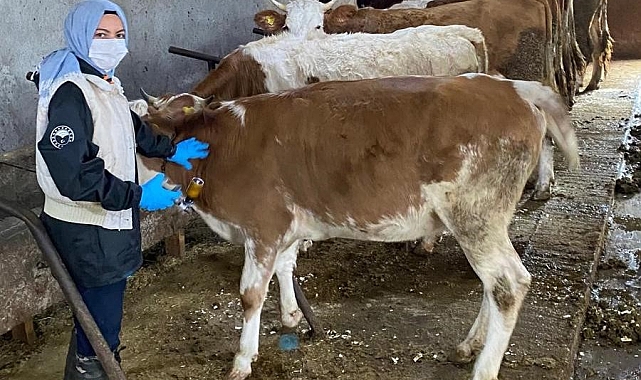 Erzincan'ın Refahiye ilçesinde 121 köy ve 73 mezrasında hayvanlar aşılanıyor