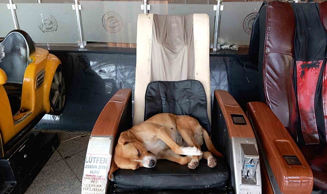 Eskişehir Şehirlerarası Otobüs Terminali’ndeki sevimli köpek vatandaşların ilgi odağı oldu