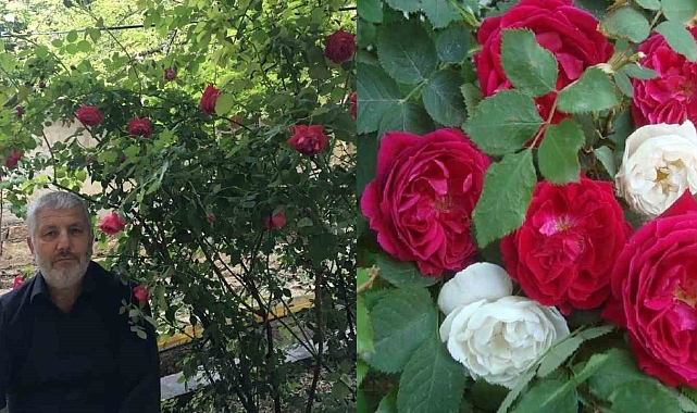 Gül şehrinde Gül reçeli yapımı başladı