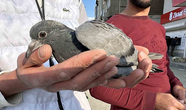 Hakkari'de yaralı güvercin kurtarıldı