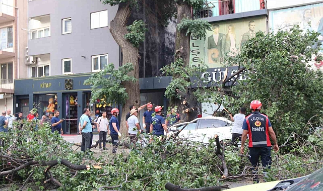Iğdır'da faciadan dönüldü: Asırlık ağaç aracın üzerine devrildi