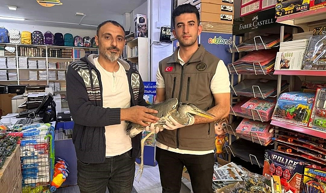 Iğdır'da yaralı gri balıkçıl tedavi altına alındı