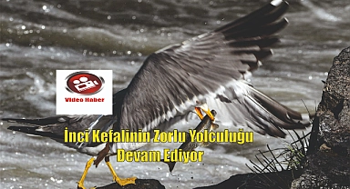 İnci Kefalinin Zorlu Yolculuğu Devam Ediyor