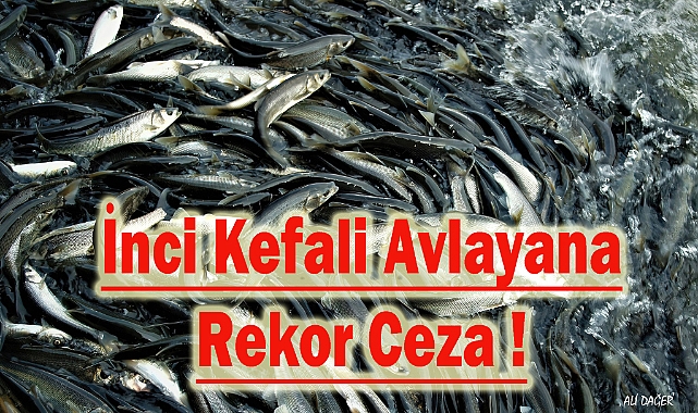İnci Kefalini Korumak İçin Rekor Ceza!