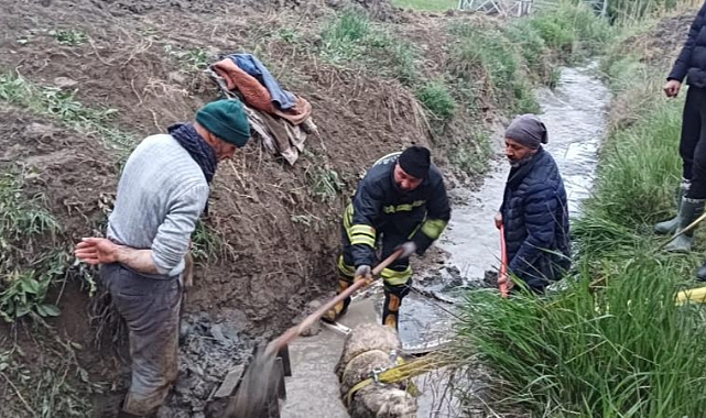 İtfaiye Sulama Kanalına Düşen Koyunu Kurtarsı