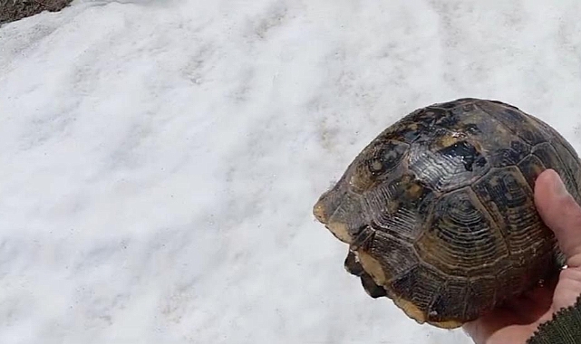 Karda Mahsur Kalan Kaplumbağa Kurtarıldı