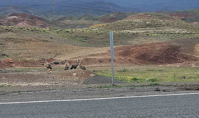 Kars-Iğdır yolunda akbaba sürüsü görüntülendi