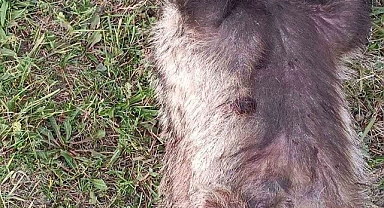 Kars'ta Nesli tükenmekte olan porsuğa araba çarptı