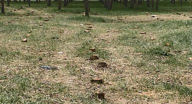 Kars'ta tarhi tren istasyonundaki kuru çam ağaçları kesildi