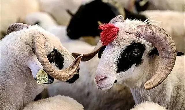 Kurban Bayramı Tatili Kaç Gün? Kurban Bayramı Tatili 9 Gün Olacak Mı? Kurban Bayramı Ne Zaman, Arefe Günü Hangi Tarihte?