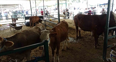 Kurban Fiyatları Cep Yakıyor