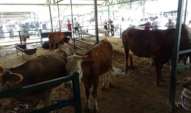Kurban Fiyatları Cep Yakıyor