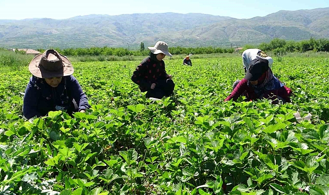 Malatya'da "kırmızı elmas' hasadı başladı