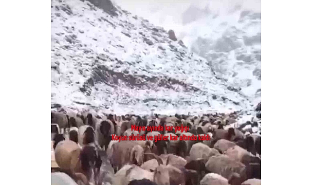 Mayıs ayında kar yağışı: Koyun sürüsü ve güller kar altında kaldı