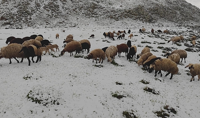 Mayıs ayında yağan kar besicilere zor anlar yaşattı