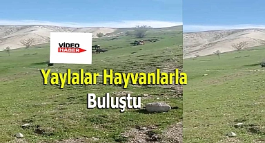 Mayıs ayının son haftasında Patnos yaylalarına büyükbaş hayvanlar çıktı